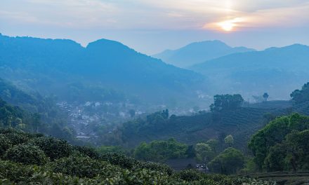 Longjing Village, the Holy Land of Green Tea