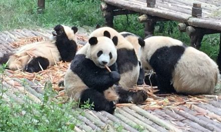 Chengdu Train Schedule