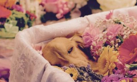 The Bumpy Last Mile: Pet Interment and Its Issues in China