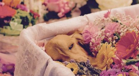 The Bumpy Last Mile: Pet Interment and Its Issues in China